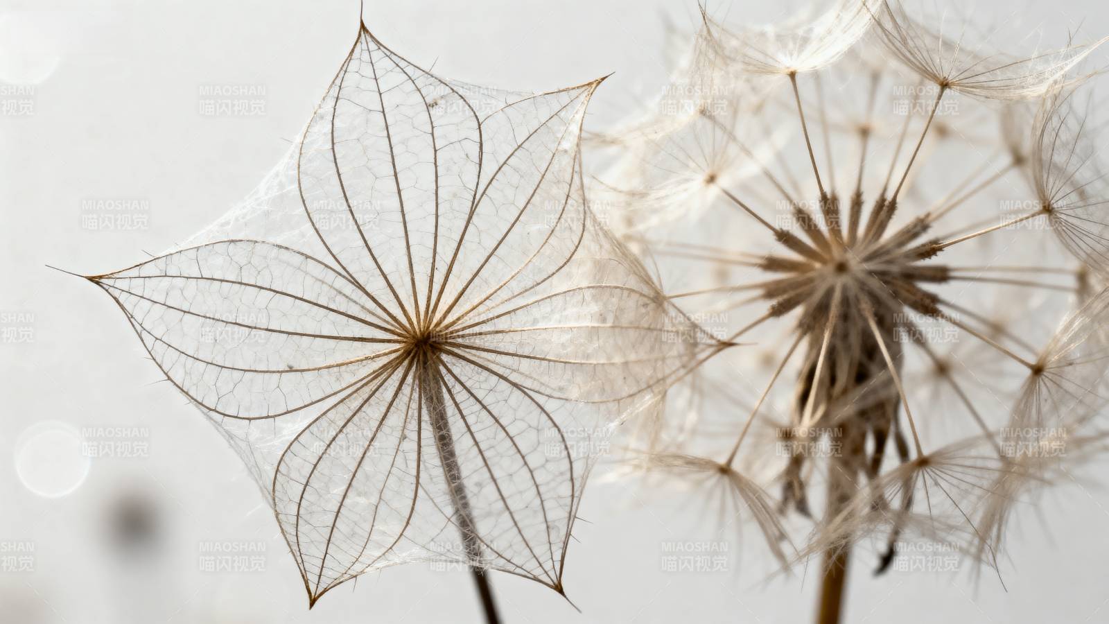 蒲公英的轻盈绽放图片