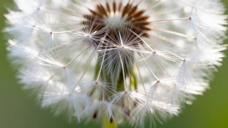 蒲公英的种子图片
