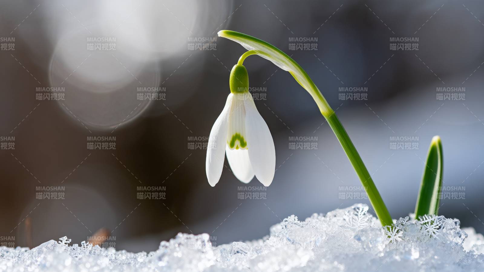 雪中绽放的雪花莲图片