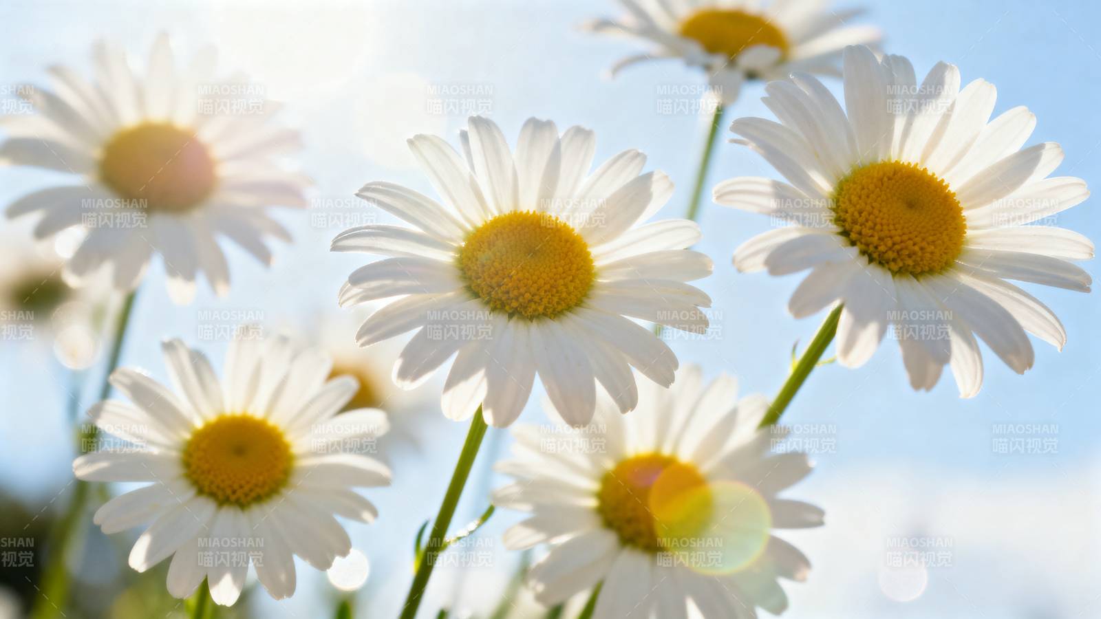 雏菊绽放迎风摇曳图片