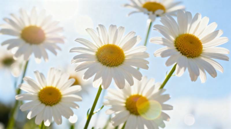 雏菊绽放迎风摇曳图片