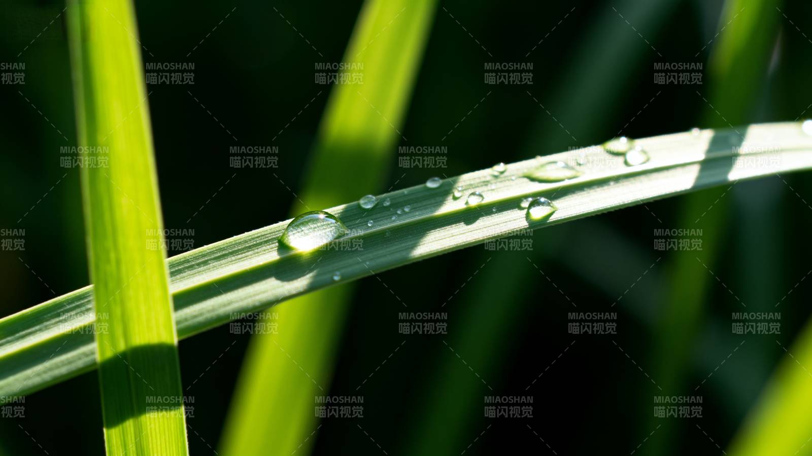 露珠草叶上图片