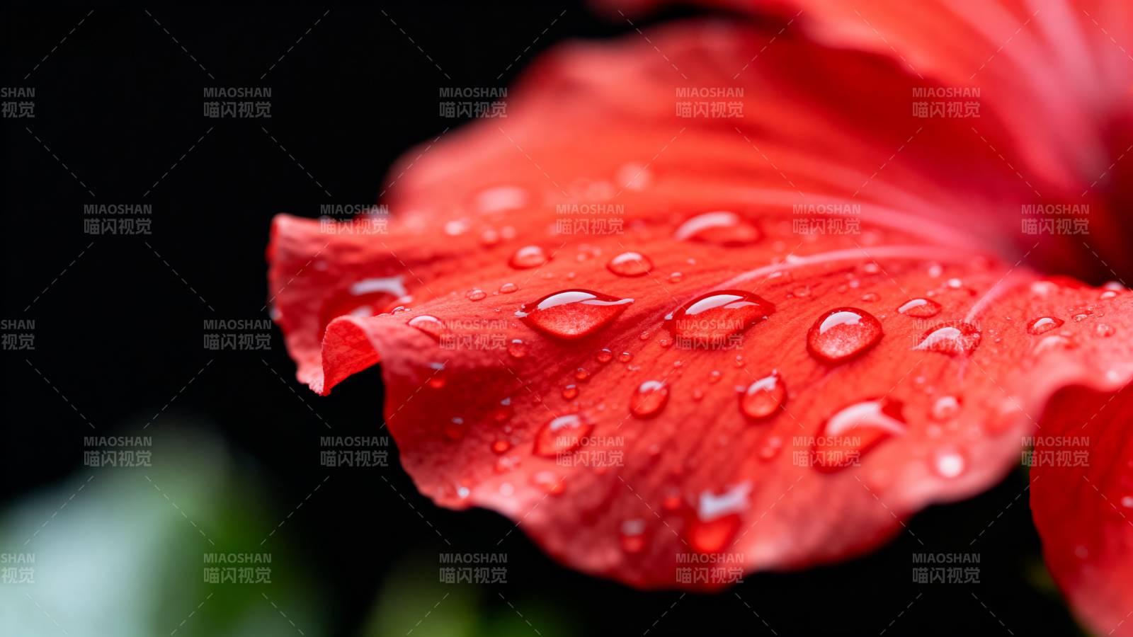 红花上的水珠图片