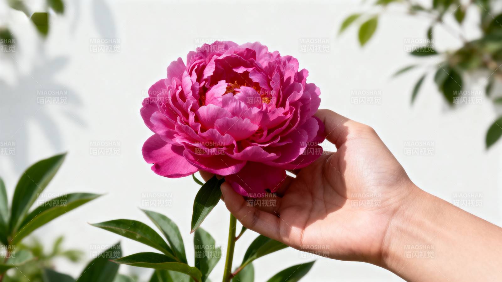 手捧粉红牡丹花图片