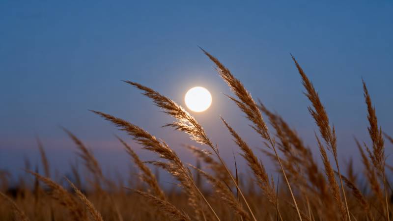 月光下的芦苇丛图片