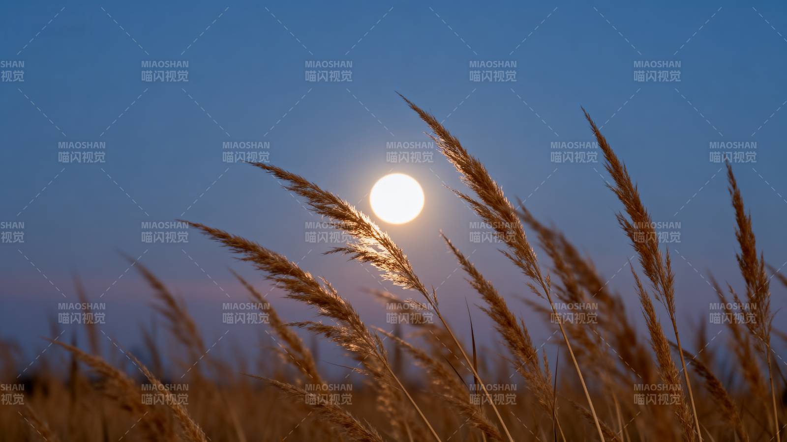 月光下的芦苇丛图片