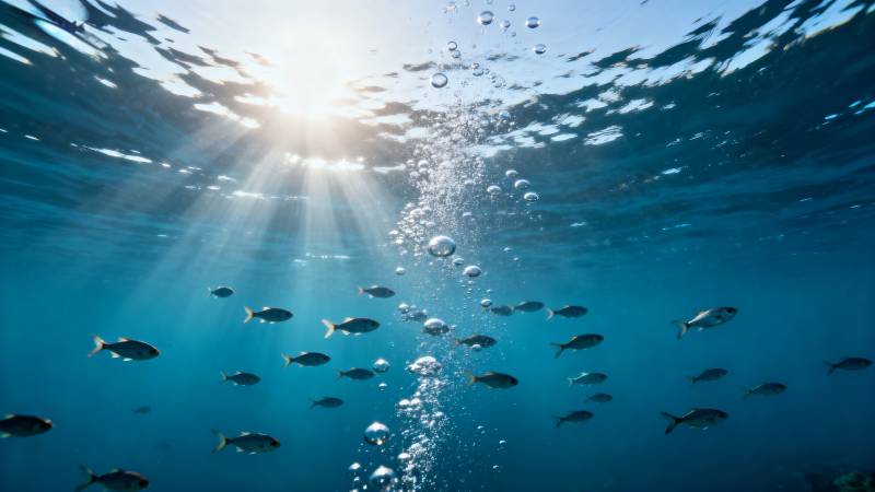 阳光下的鱼群图片