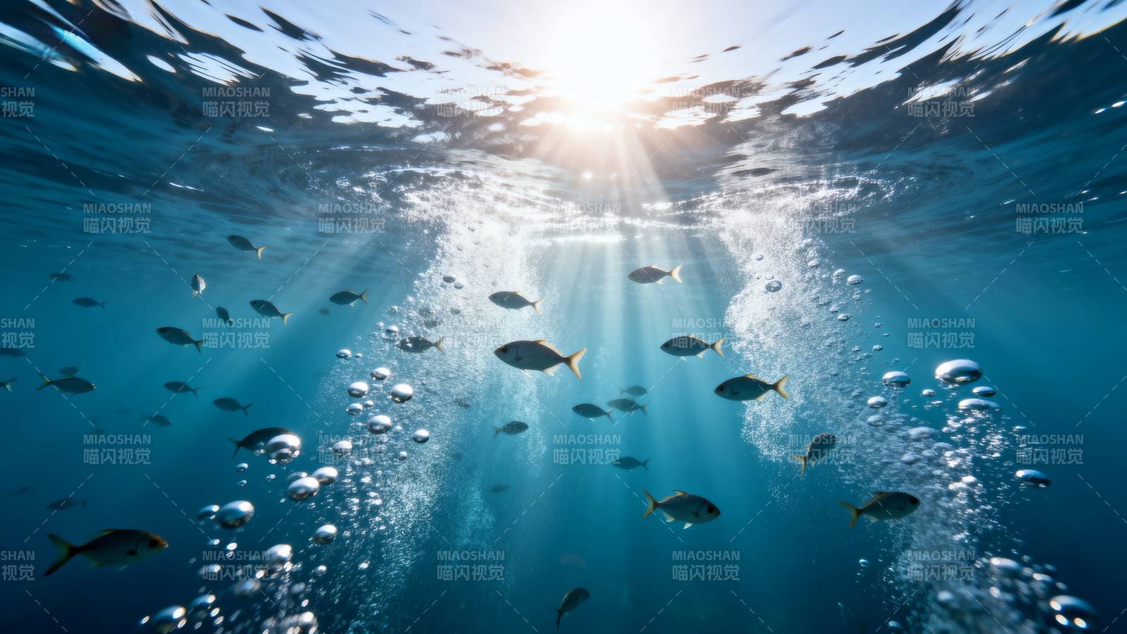 阳光穿透海面 鱼群游弋图片