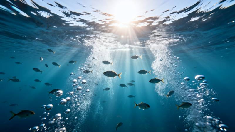 阳光穿透海面 鱼群游弋图片