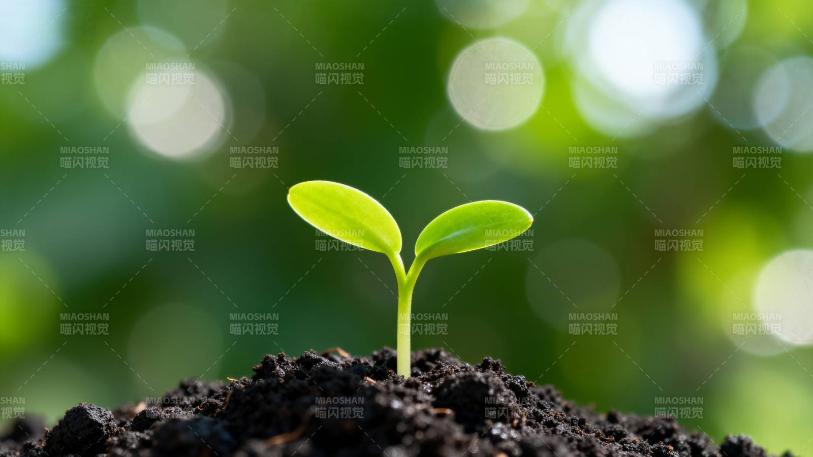 嫩芽破土而出图片