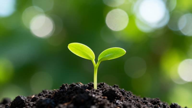 嫩芽破土而出图片