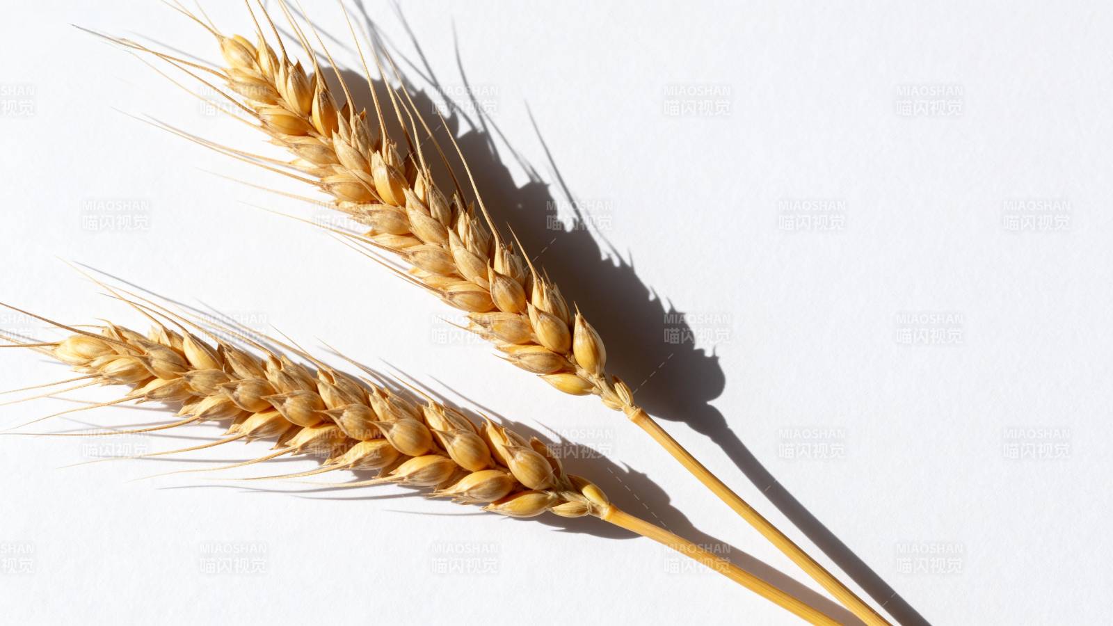 金黄麦穗静置白底图片