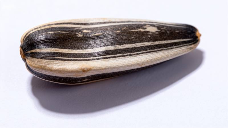 条纹瓜果特写图片