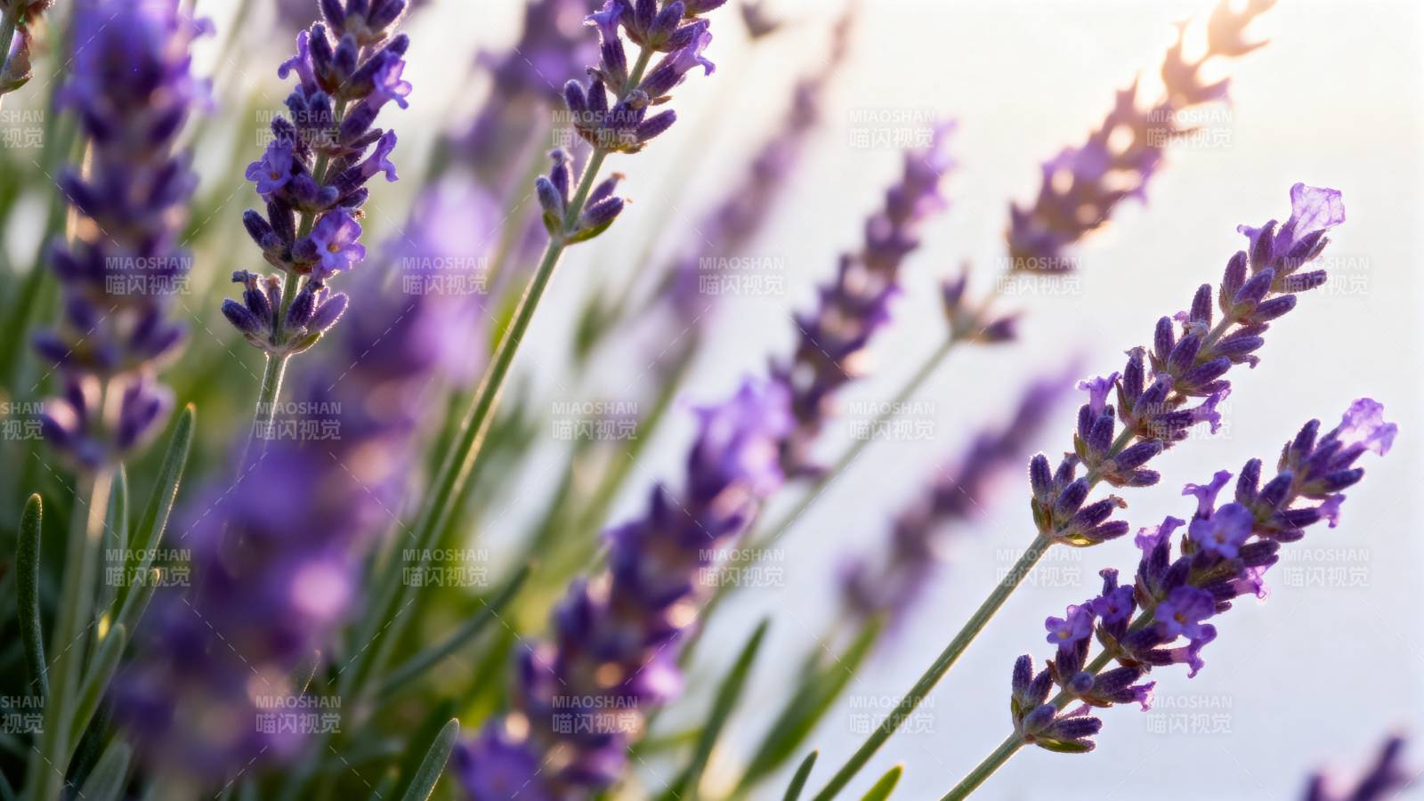 薰衣草花海图片