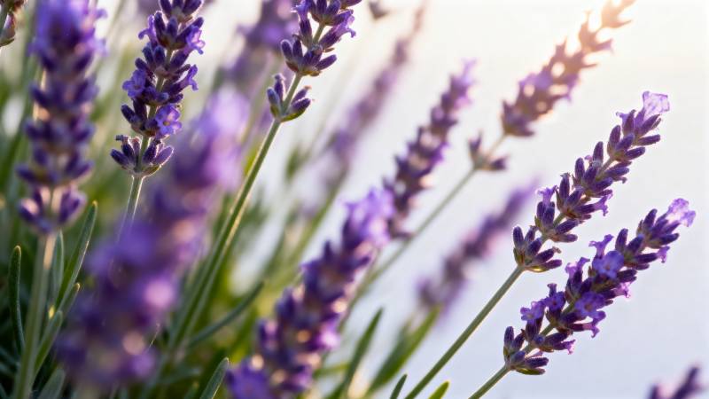 薰衣草花海图片