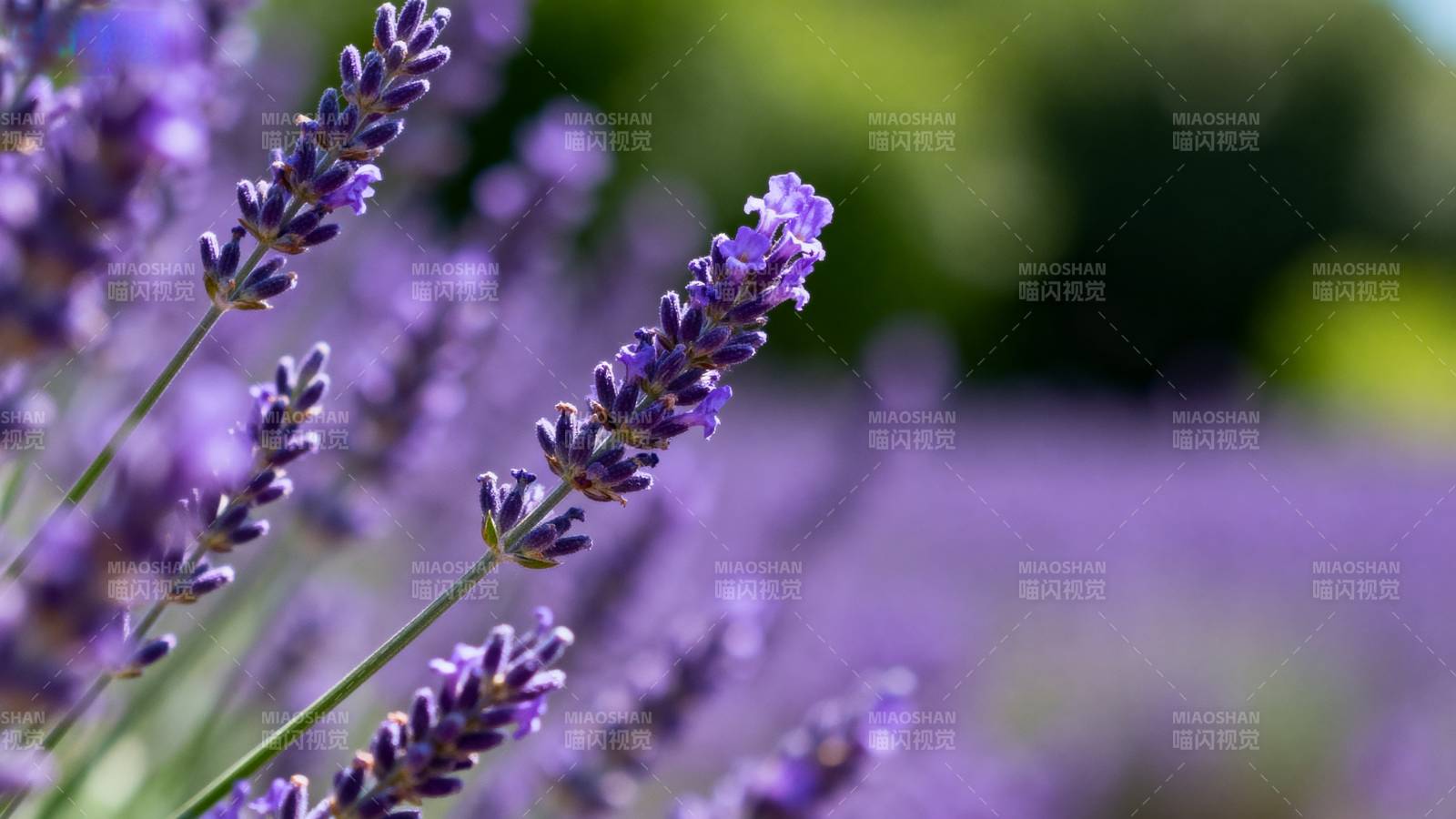 薰衣草花海图片