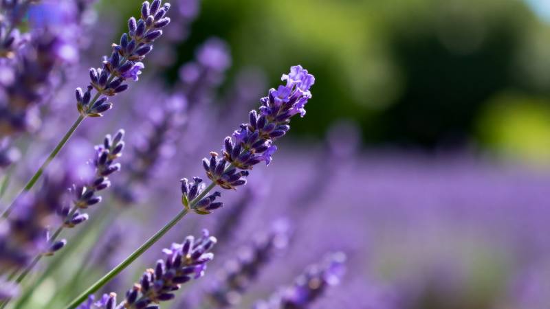 薰衣草花海图片