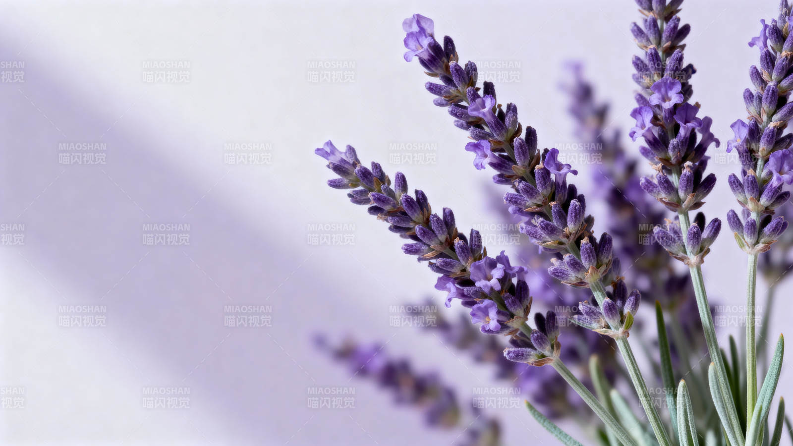 薰衣草花束图片