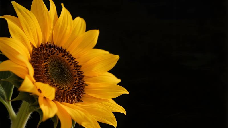 向日葵绽放图片