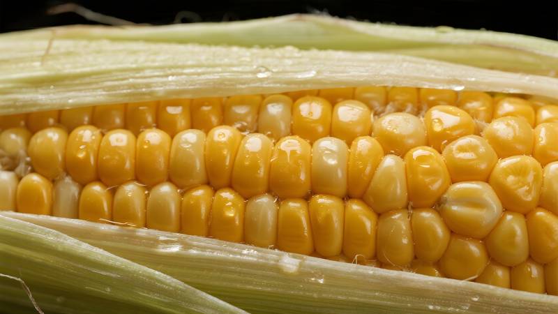 金黄玉米特写图片