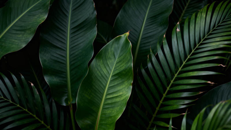 热带绿叶特写图片