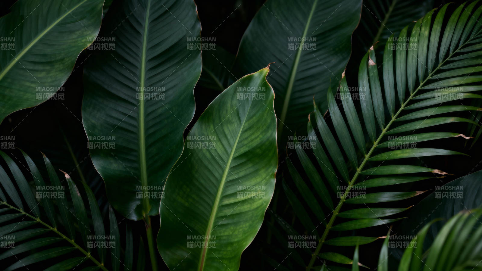 热带绿叶特写图片