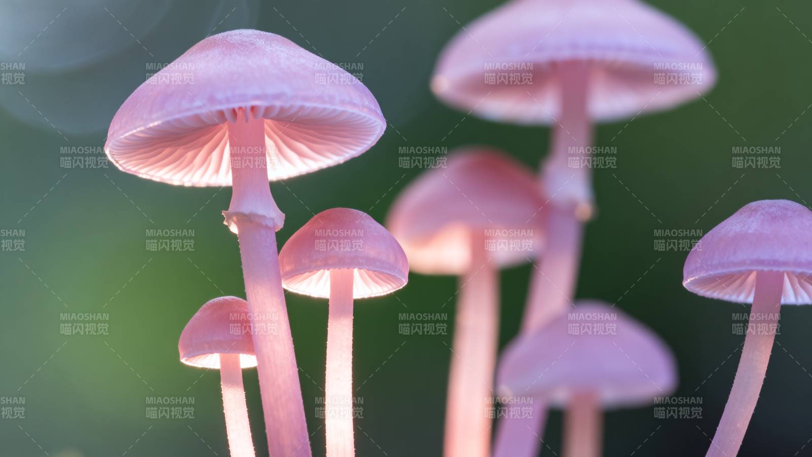 粉红小菇林中舞图片