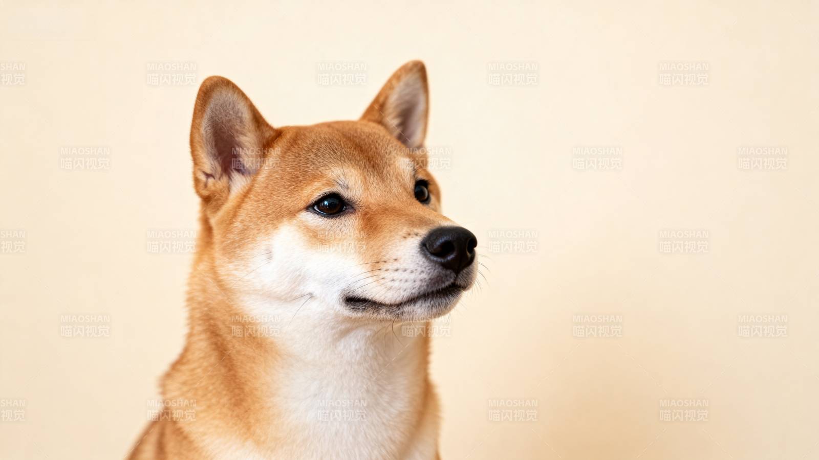 柴犬侧脸特写图片