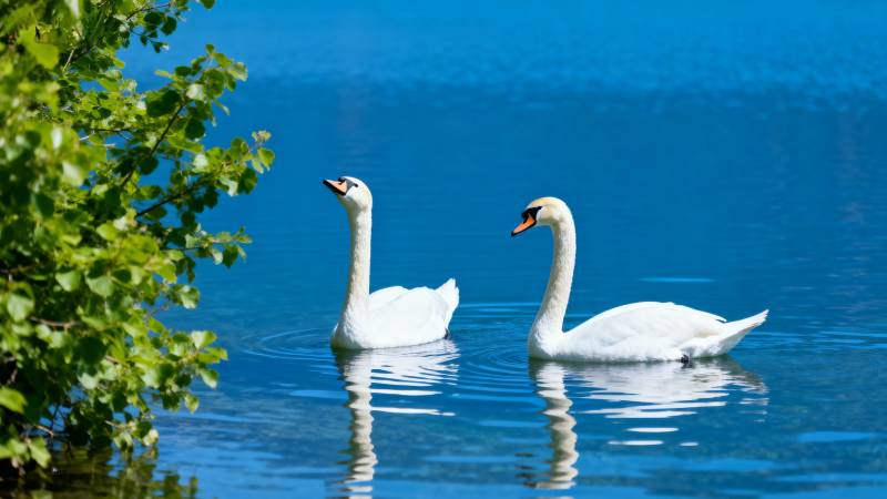 湖上双天鹅图片