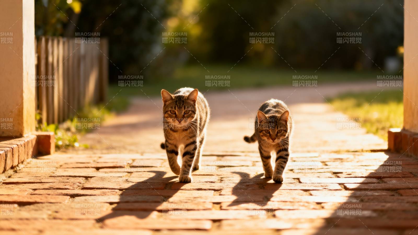 双猫并行小径上图片