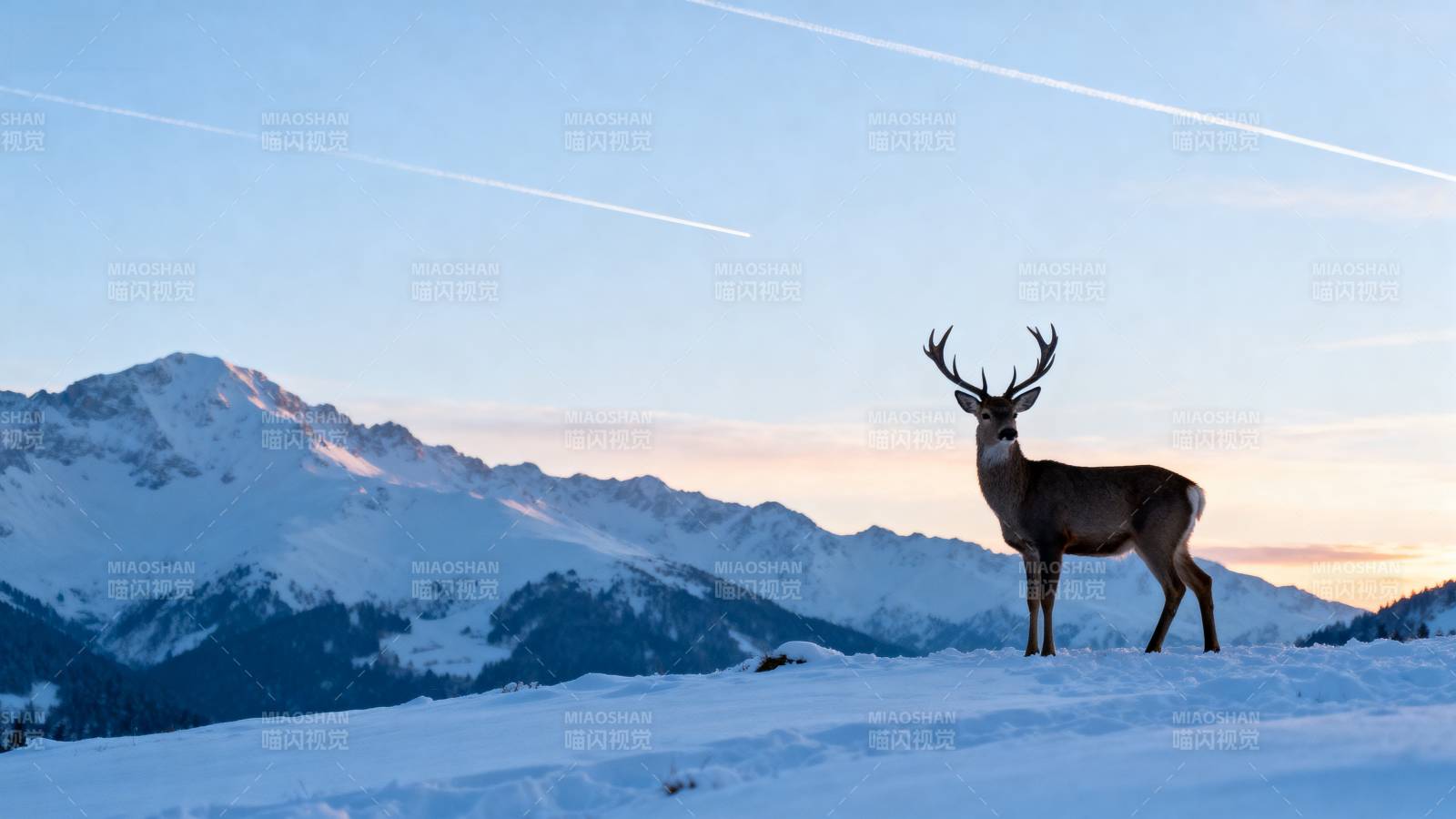 雪原上的鹿图片