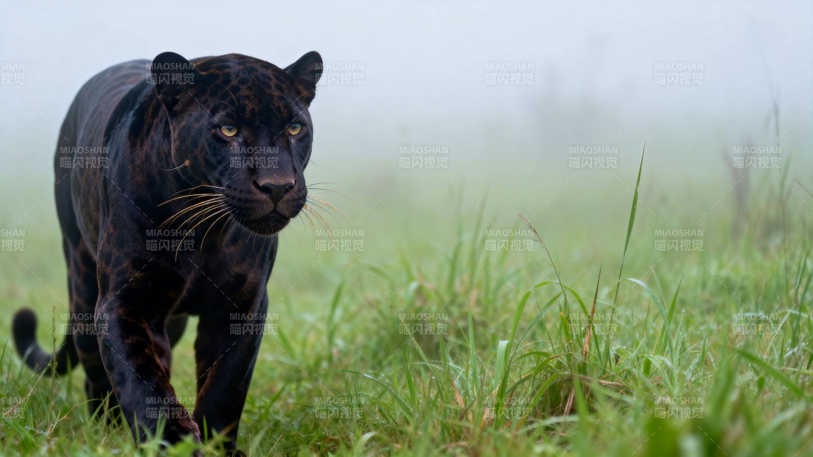 黑豹草原行图片