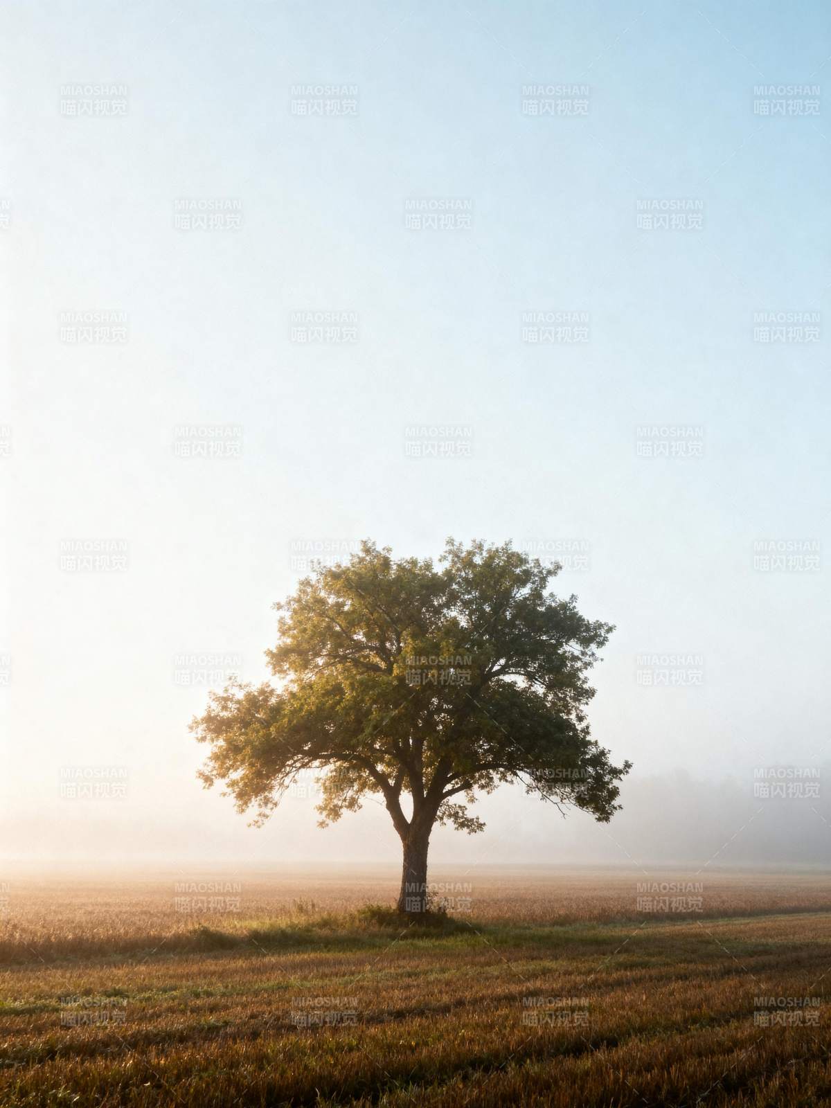 孤树晨光图片