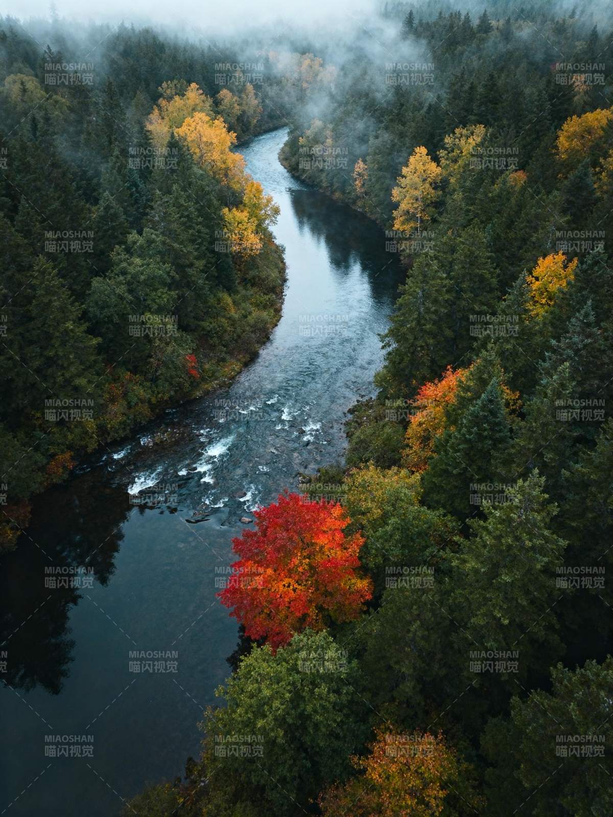 秋林溪流雾中行图片