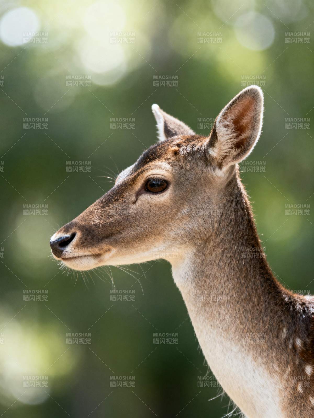 鹿的侧脸特写图片