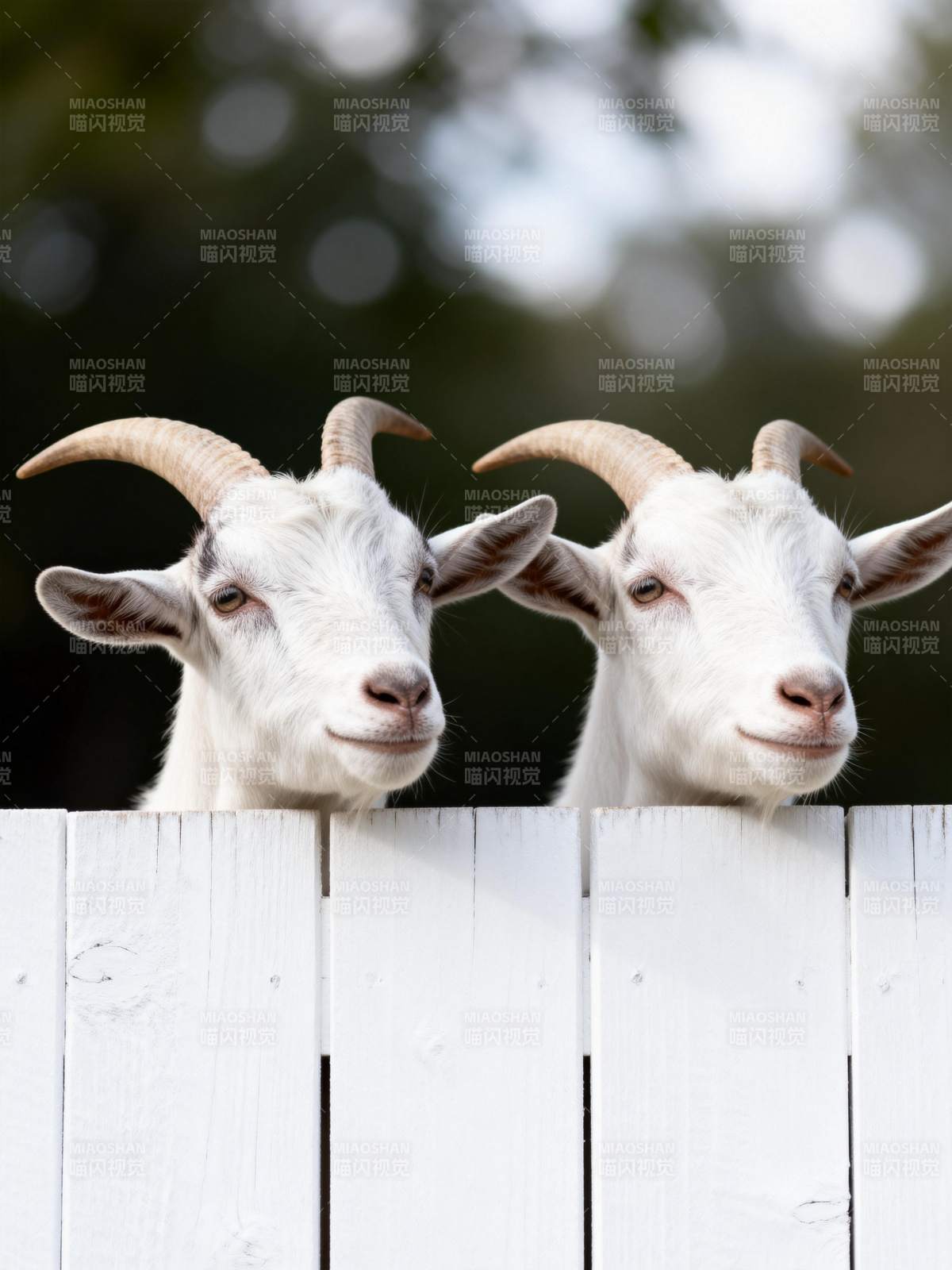 双羊探头笑图片