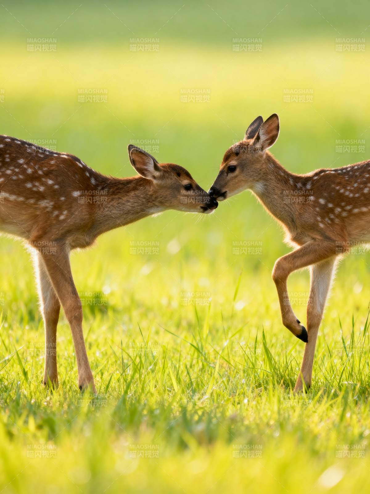 小鹿亲吻瞬间图片