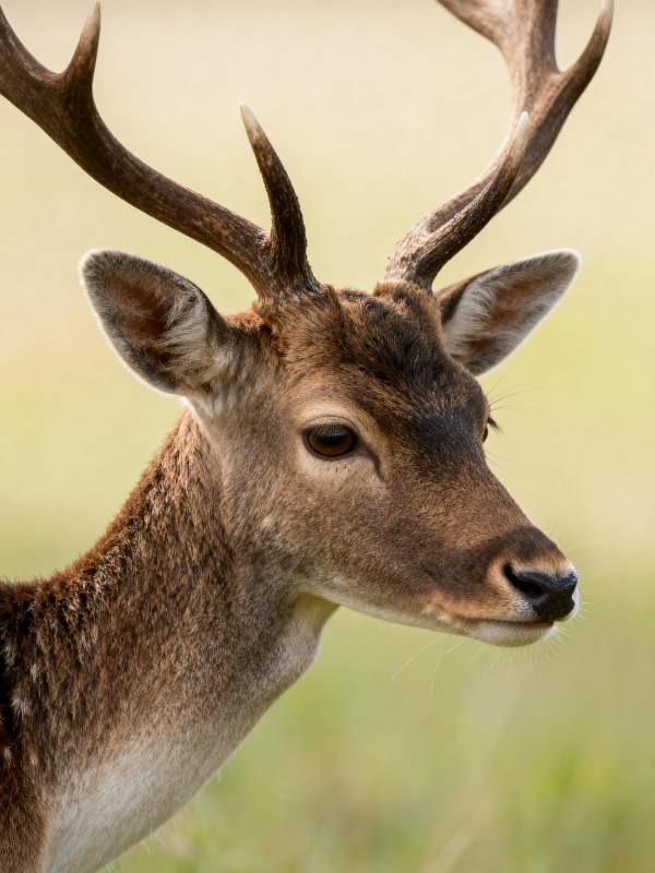 鹿的侧脸特写图片