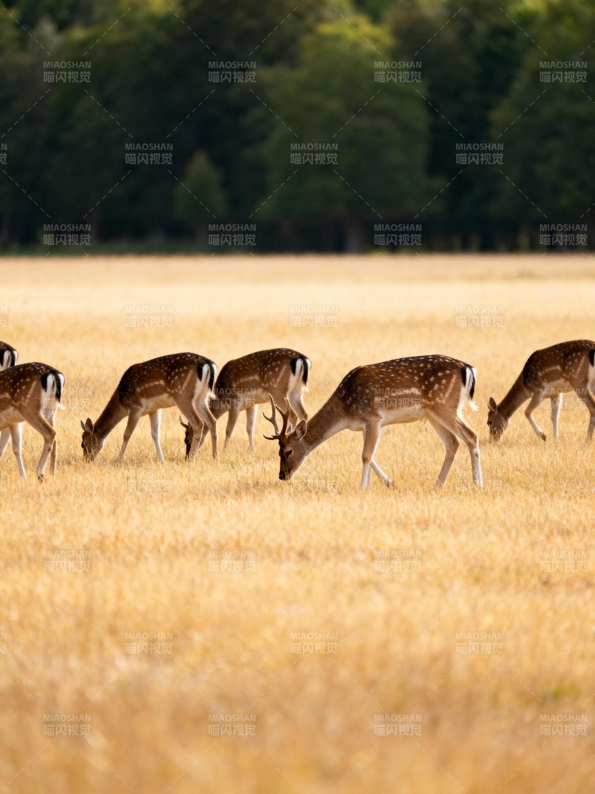 鹿群觅食金草地图片