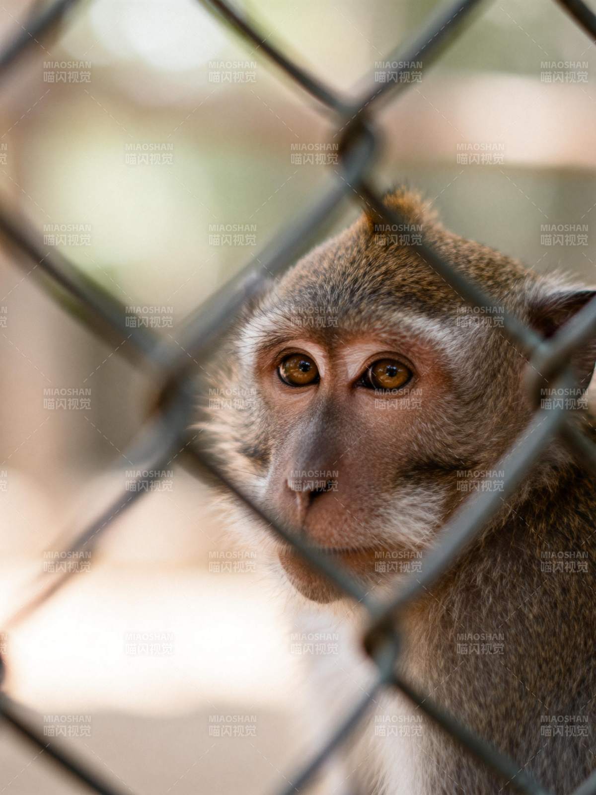 笼中猴眼图片