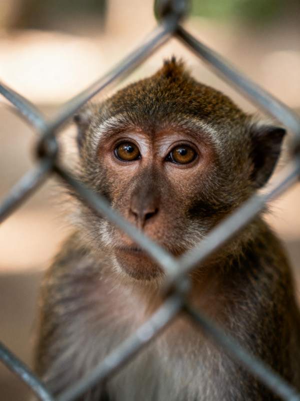 笼中猴凝视图片