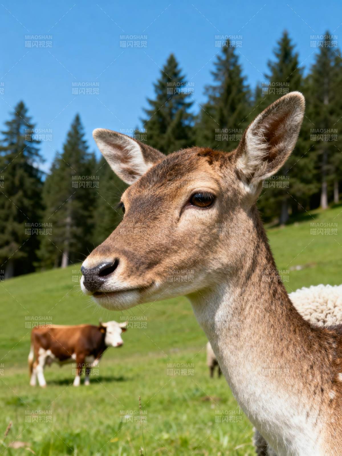 鹿与牛共处草原图片