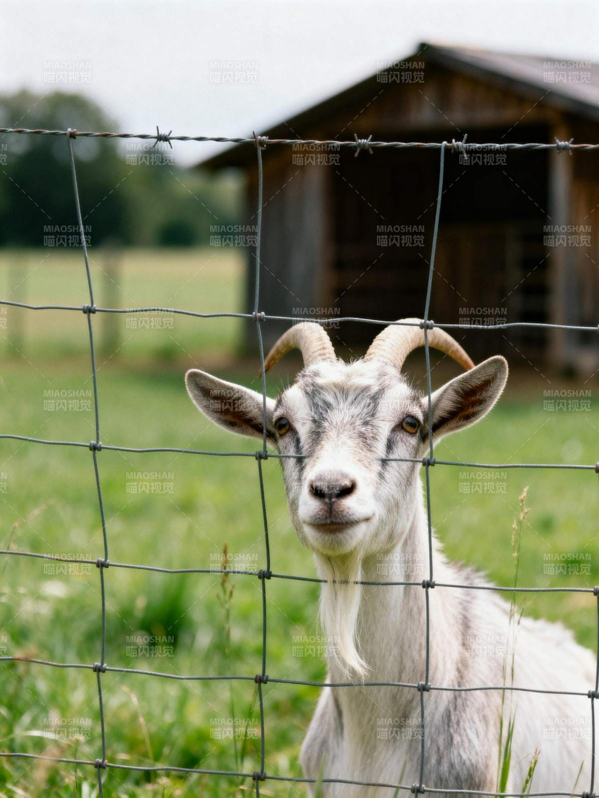 围栏后的山羊图片