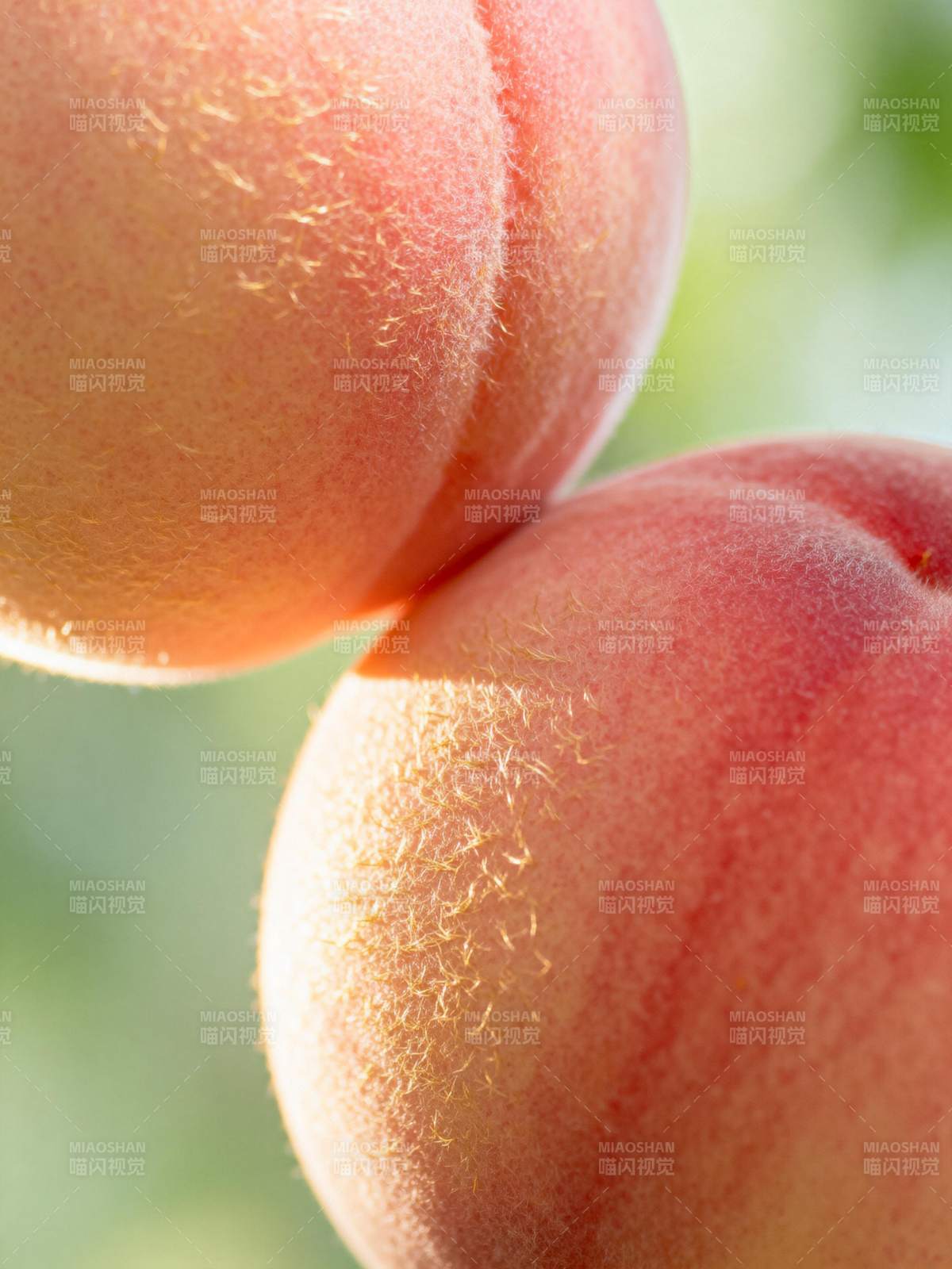桃子特写图片