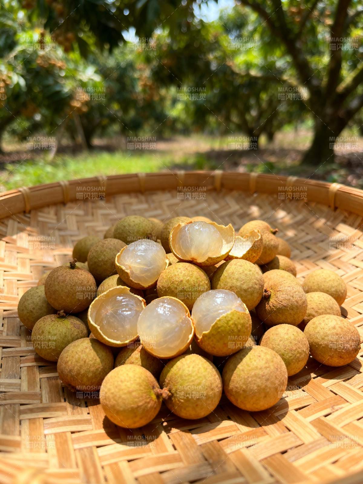 龙眼鲜果满篮香图片