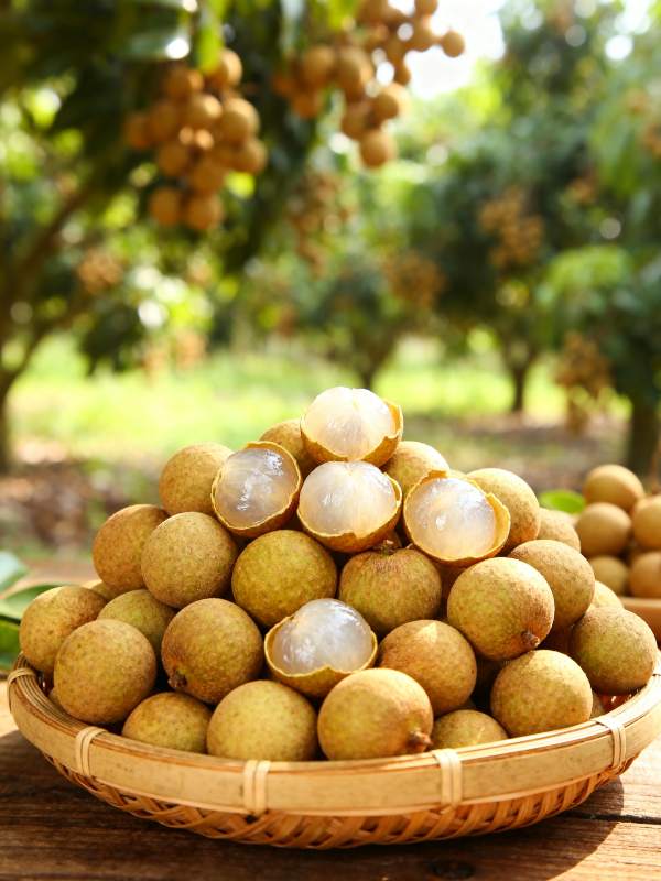 新鲜龙眼堆满篮图片