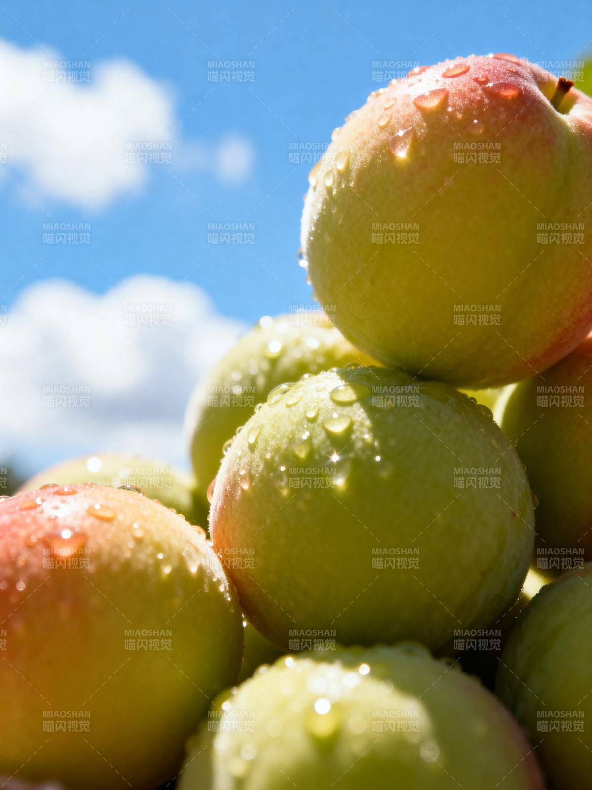 露珠苹果 清新自然图片