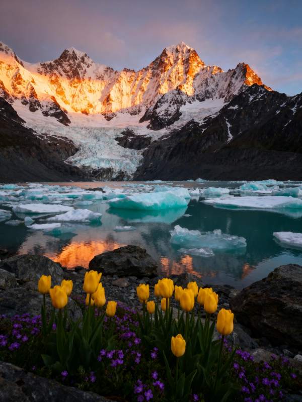 雪山春花映冰湖图片