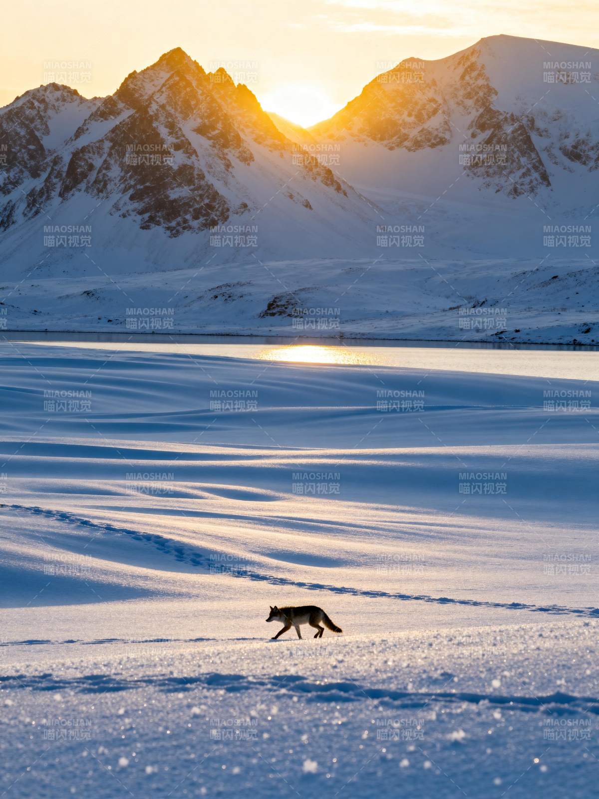 雪原狐影图片