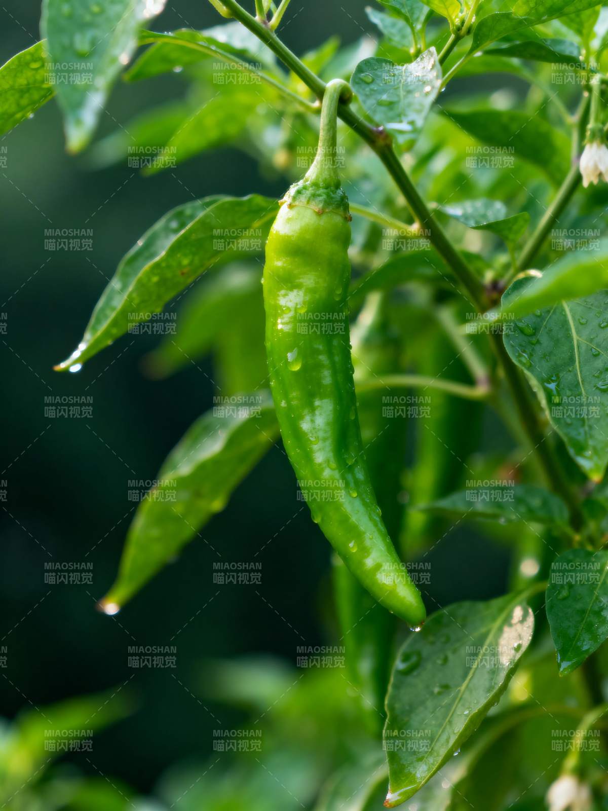 青椒挂枝头图片